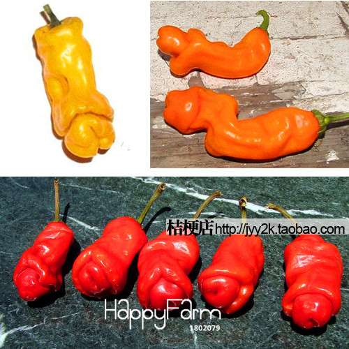 Spicy Peter Pepper Seeds - Hot Chili Seeds for Planting, per Pack, Heirloom Non-GMO