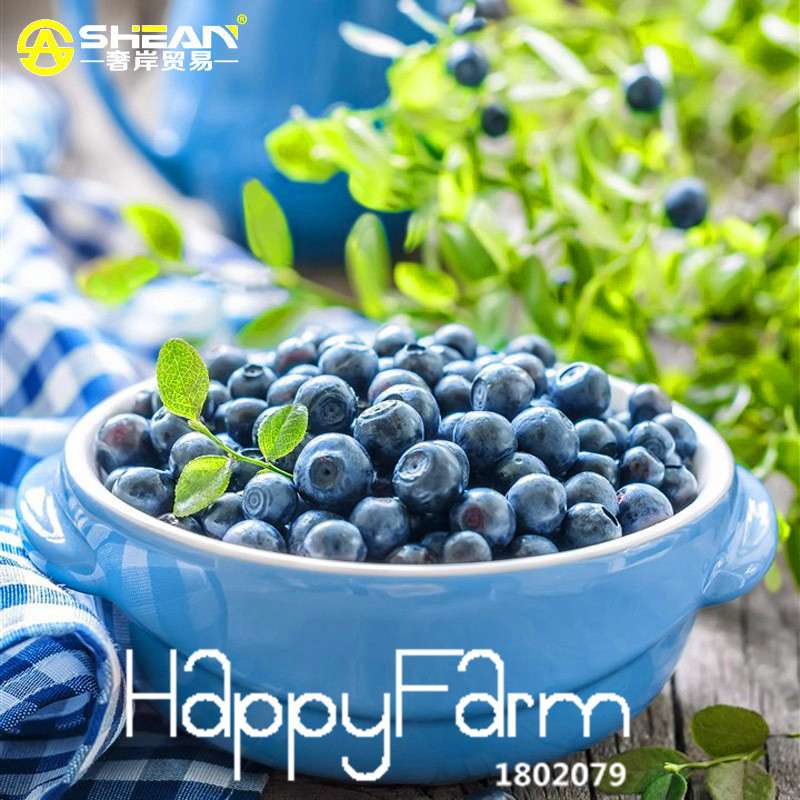 Blueberry Seeds for Planting - Non-GMO, Fast-Growing Fruit Plants for Home Garden & Bonsai (Purple Vaccinium)