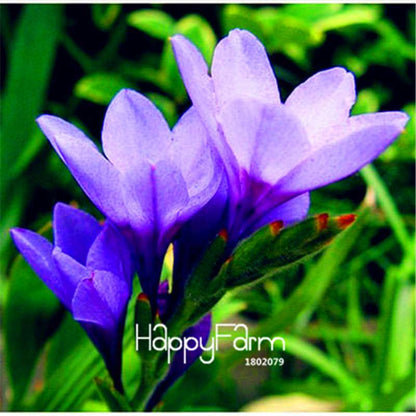 Lily Flower Seeds - Easy to Grow Bonsai Plants for Home & Garden | Fast Blooming