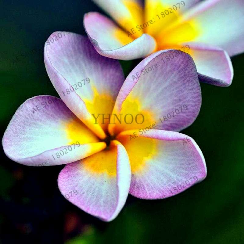 Mixed Color Frangipani Plumeria Seeds - Perennial Bonsai Plant for Home & Garden Planting