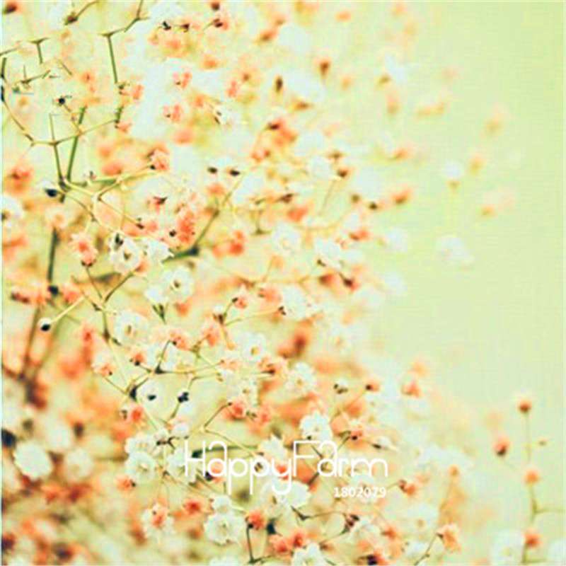 Starry Flower Seeds - Easy-Grow Indoor Potted Plants for Spring & Winter | Fast Shipping