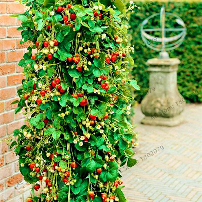 Rare Red Climbing Strawberry Seeds for Home Garden | Sweet Fruit Plant Bonsai