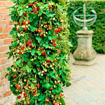 Rare Red Climbing Strawberry Seeds for Home Garden | Sweet Fruit Plant Bonsai