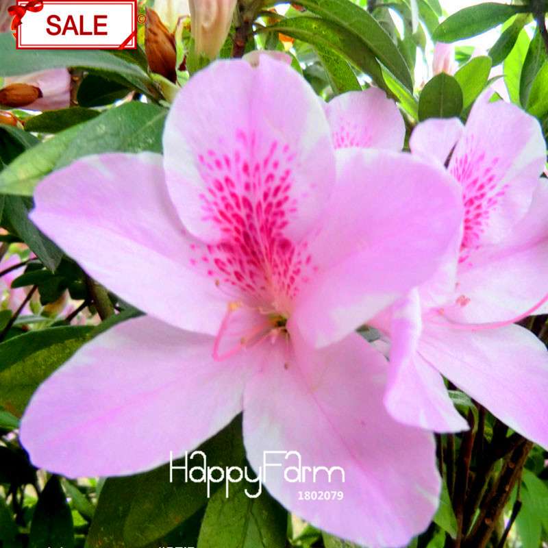 Bonsai Koshiro Azalea Seeds - for Balcony & Potted Flowers | Fast-Growing Sims Azalea