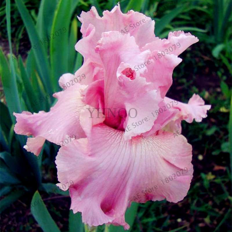 Mixed Color Bearded Iris Seeds - Rare Orchid-Like Flowers for Garden Planting, DIY Home Gardening