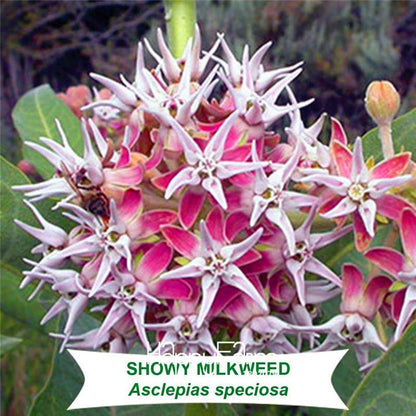 Showy Milkweed Seeds (Asclepias speciosa) - Rare Bonsai Flower Seeds for Home Garden & Landscaping
