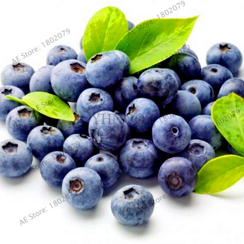 Blueberry Seeds for Planting - Grow Bonsai Fruit Potted Plants at Home & Garden, Easy to Grow
