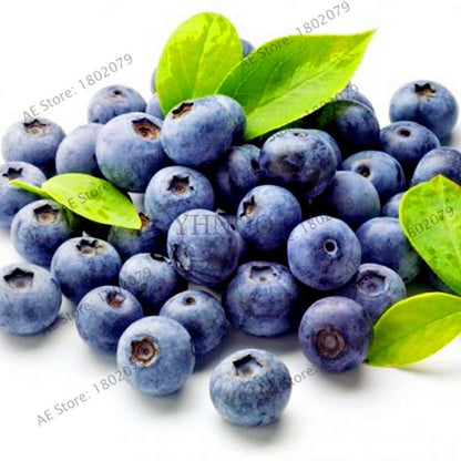 Blueberry Seeds for Planting - Grow Bonsai Fruit Potted Plants at Home & Garden, Easy to Grow