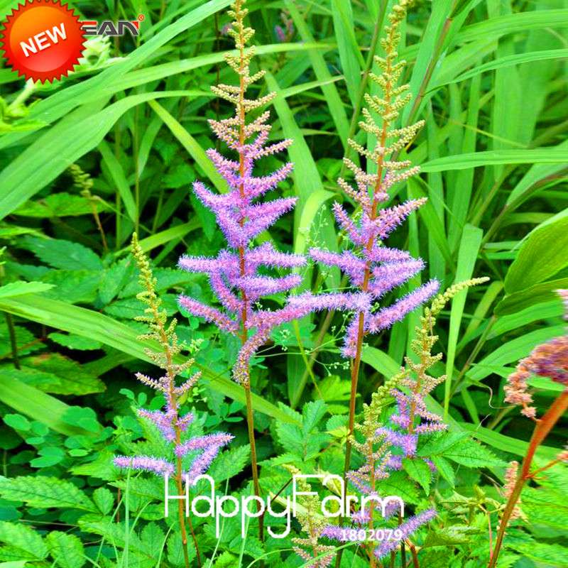 6-Color Chinese Astilbe Flower Seeds - Vibrant Balcony & Potted Garden Blooms, Fast US Shipping