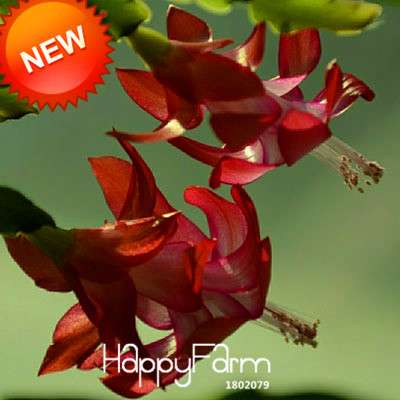 24 Color Rare Schlumbergera Bonsai Seeds - | Unique Truncatus Flower Seeds for Planting