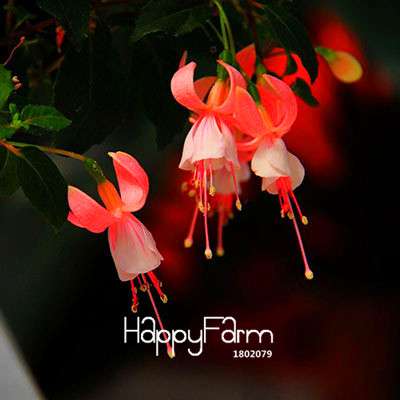 Fuchsia Flower Seeds - Pink Purple Bell Hanging Plants for Pots, Home & Garden
