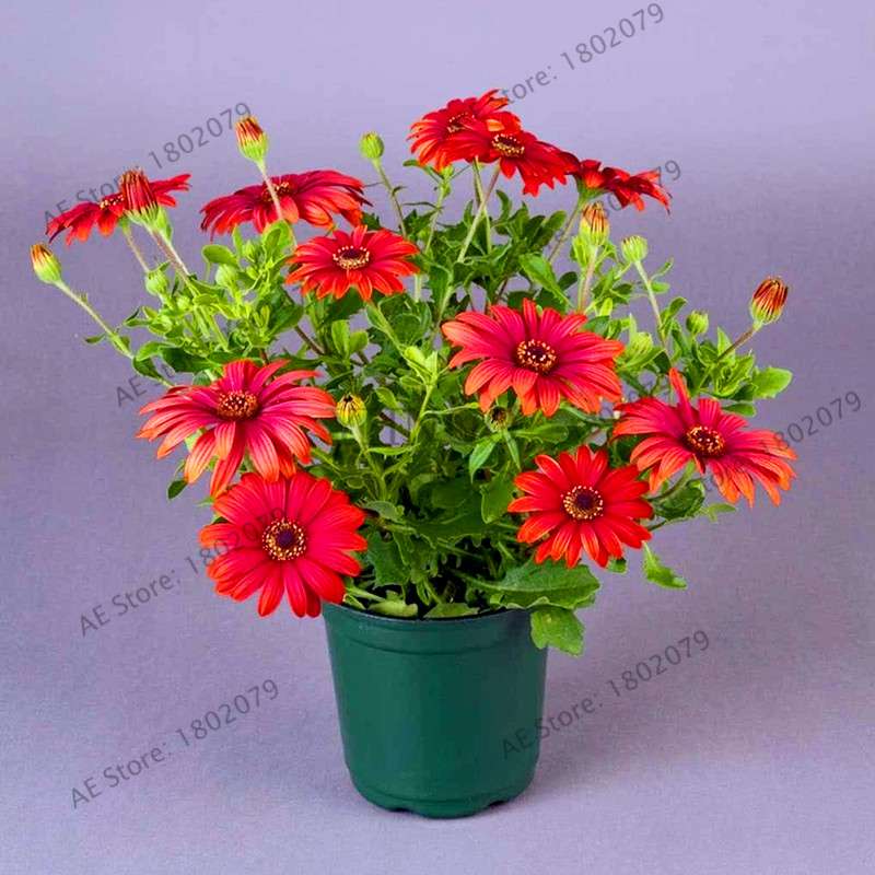African Blue Eyed Daisy Seeds - Osteospermum Bonsai Flower Seeds for Home Garden & Potted Plants