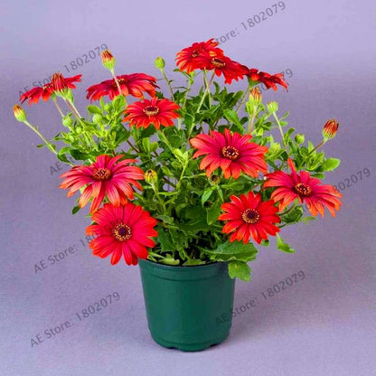 African Blue Eyed Daisy Seeds - Osteospermum Bonsai Flower Seeds for Home Garden & Potted Plants