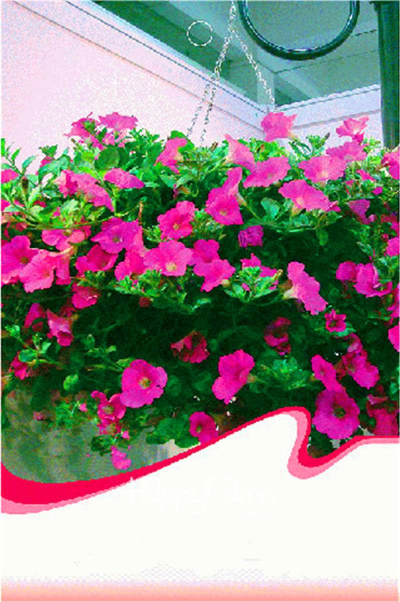 Fishing Petunia Seeds - Easy to Grow, Vibrant Hanging Flowers for Garden & Bonsai | Fast Shipping