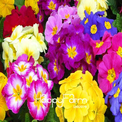Rare Primrose Seeds (Primula malacoides) - Europe Bonsai Flower Seeds for Home Garden & Outdoor Planting