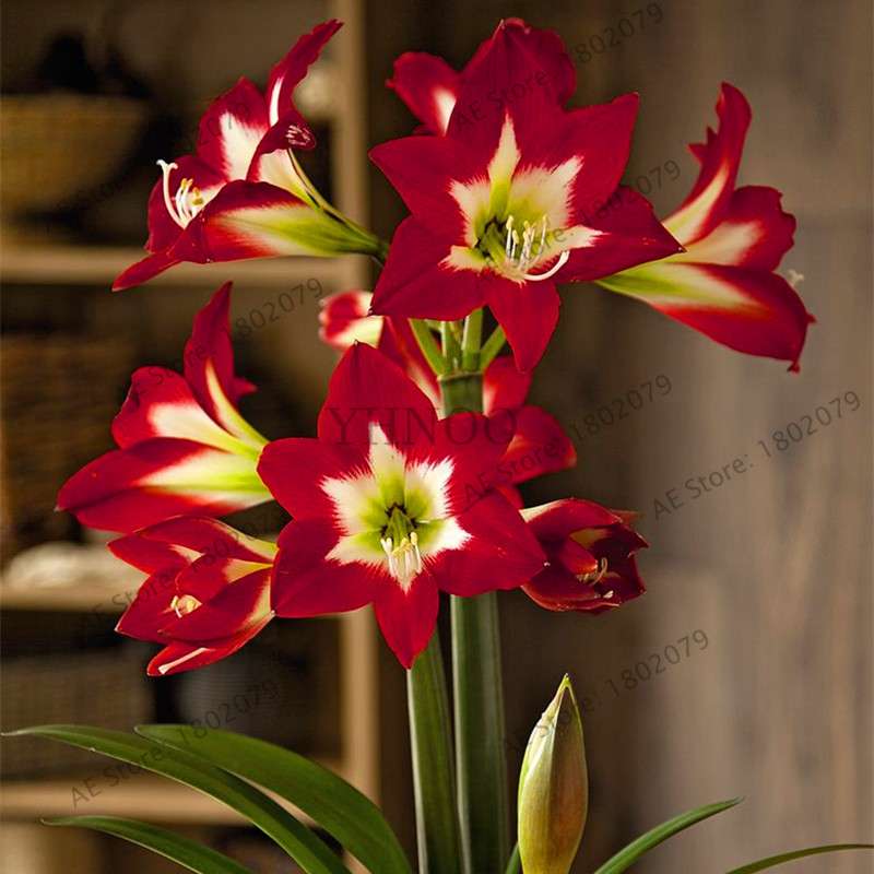 Vibrant Amaryllis Flower Seeds - High Germination, Easy to Grow, Hippeastrum Rutilum
