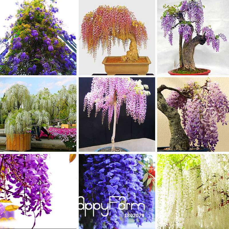 Rare Mini Bonsai Wisteria Seeds - Indoor Plants for Home & Garden - Fast US Shipping
