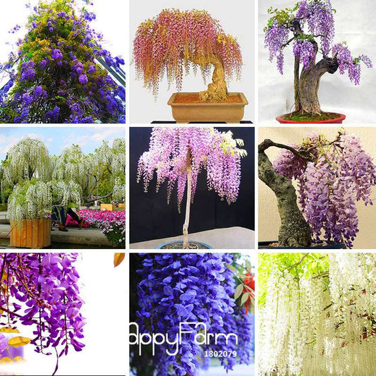 Rare Mini Bonsai Wisteria Seeds - Indoor Plants for Home & Garden - Fast US Shipping