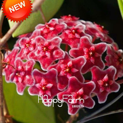 Buy Hoya Carnosa Seeds - Balcony Potted Rose Orchid Flower Seeds for Home Garden, Fast Shipping