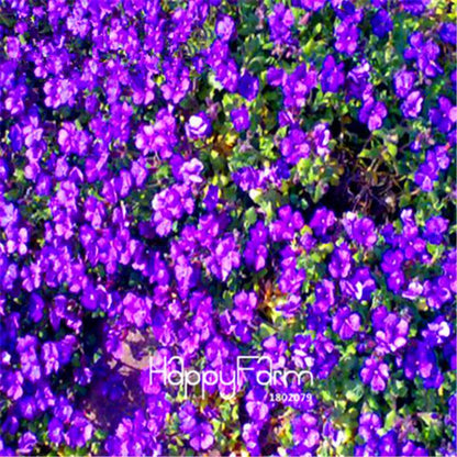 Starry Flower Seeds - Easy-Grow Indoor Potted Plants for Spring & Winter | Fast Shipping