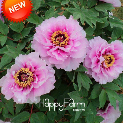 Black Purple Peony Seeds - Exotic Potted Bonsai Plant for Home Garden, Easy to Grow Flower Seeds