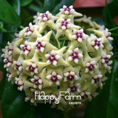 Buy Hoya Carnosa Seeds - Potted Flower Seeds for Home Garden Planting, Perennial Orchid-Like Blooms