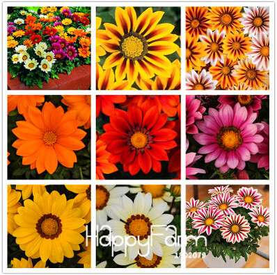 Vibrant Gazania Flower Seeds - Multicolor Mix for Stunning Blooms | Easy to Grow