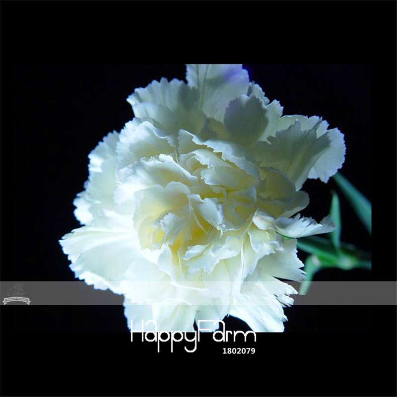 Carnation Seeds - 23 Rare Colors Including Black, Blue & Purple | Dianthus Caryophyllus Pack