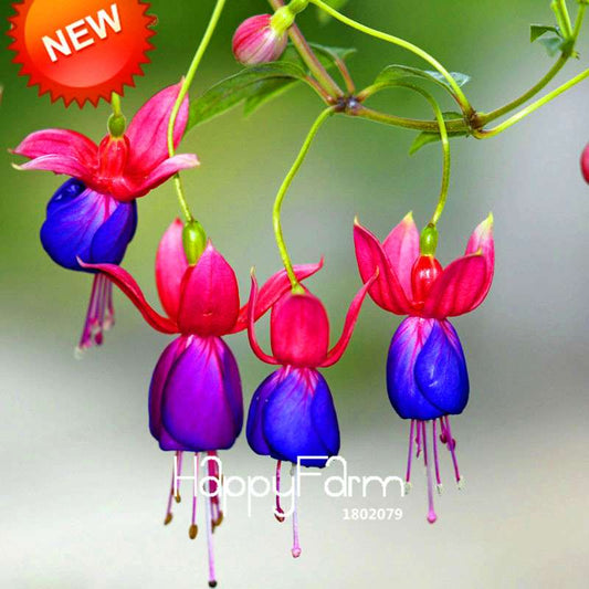 Fuchsia Flower Seeds - Purple & Red Bell Blooms for Pots & Hanging Baskets | Fast Shipping