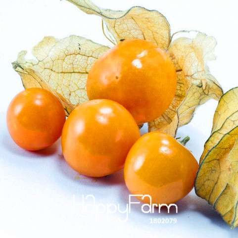 Golden Berry Seeds - Sweet Physalis Pubescens for Planting, Grow Exotic Lantern Fruit at Home | Fast Shipping