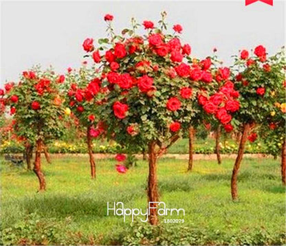 Rare Rosa Chinensis Seeds - Fresh Dendroidal Rose Tree Seeds for Planting, Exotic Flower Garden