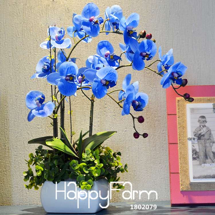 Blue Butterfly Orchid Seeds - Rare Bonsai Phalaenopsis for Stunning Gardens