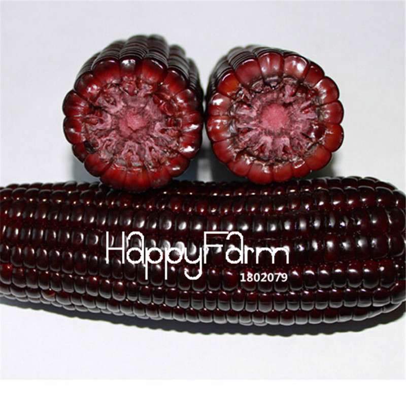 Organic Black Waxy Corn Seeds - Non-GMO Garden Vegetable Seeds for Home Planting, Healthy & Delicious