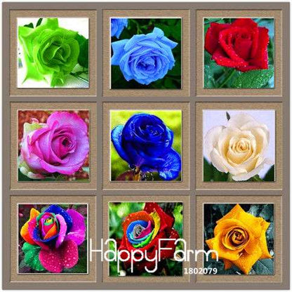 Colorful Rainbow Rose Seeds - 20 Varieties, for Bonsai & Flower Pots | Premium Planting Kit