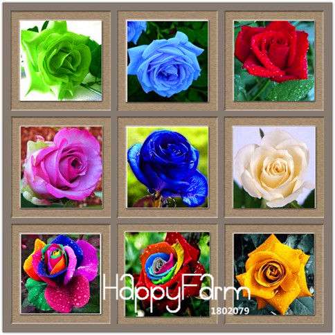 Colorful Rainbow Rose Seeds - 20 Varieties, for Bonsai & Flower Pots | Premium Planting Kit