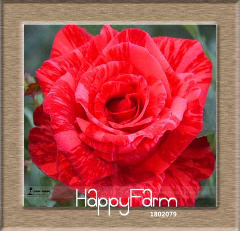 Colorful Rainbow Rose Seeds - 20 Varieties, for Bonsai & Flower Pots | Premium Planting Kit