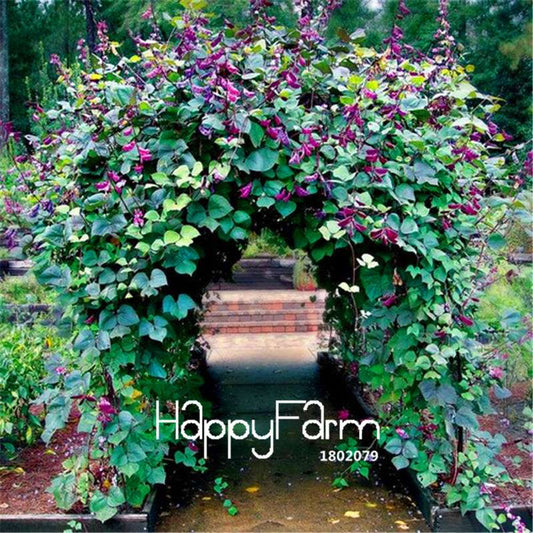 Hyacinth Bean Vine Seeds Pack - Beautiful Garden, Bonsai & Balcony Flowers - Home Planting