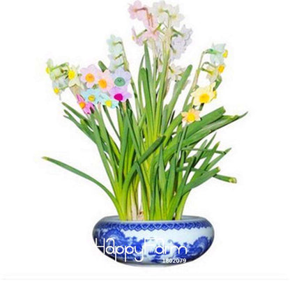 Rare Rainbow Daffodil Seeds - Vibrant Potted Flowering Plants, Easy to Grow, Perfect for Home Gardens