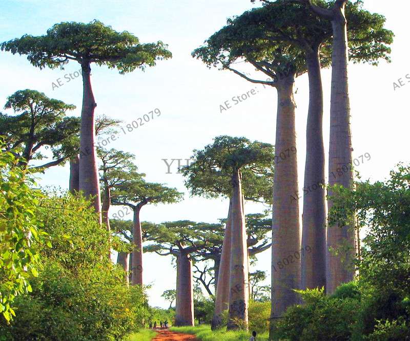 Rare Australian Baobab Tree Seeds - Giant Crown, Unique Boba Trees, Fast US Shipping