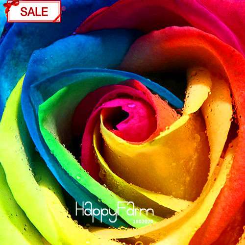 Rainbow Rose Seeds for Planting - DIY Colorful Garden Flowers, Grow Vibrant Roses at Home!