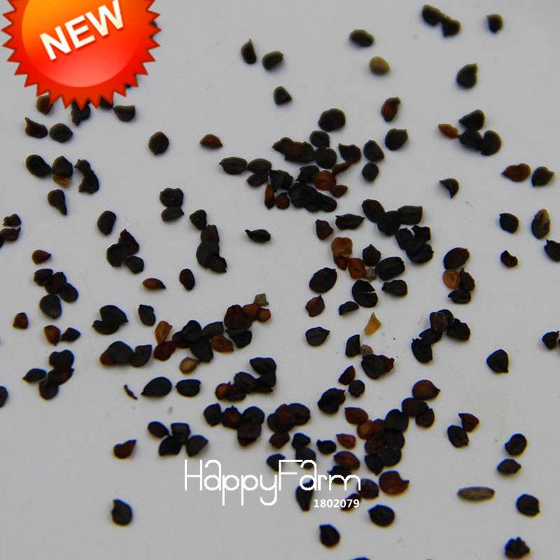 Black Carnation Flower Seeds - Rare Dianthus Bonsai Plants for Home Garden, Unique & Exotic Blooms