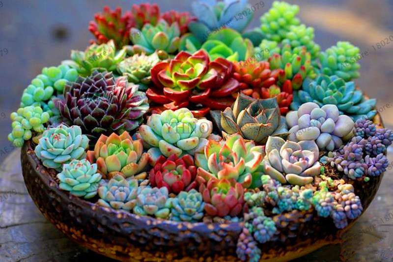 Rare Lithops Succulent Seeds - Living Stone Bonsai Mix for Mini Garden | Fast US Shipping