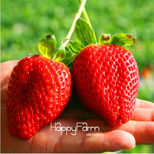 Red Giant Climbing Strawberry Seeds - Rare Bonsai Fruit Seeds for Home Garden DIY