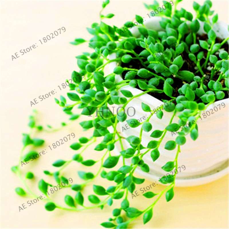 String of Pearls Plant Seeds - Senecio Rowleyanus Succulent Seeds for Home Garden, Bonsai & Air Purifying