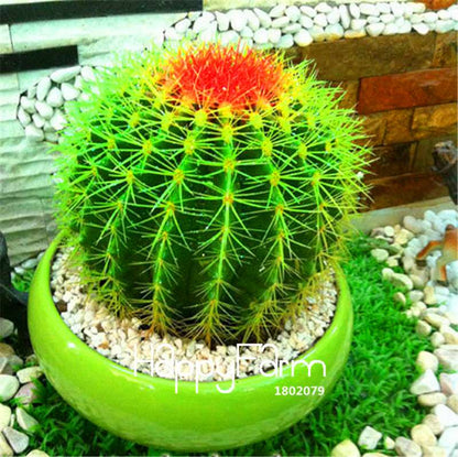 Cactus Succulent Seeds - Easy-Grow Potted Plants, Anti-Radiation, Home & Garden Decor - Fast Shipping
