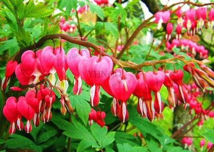 Bleeding Heart Seeds (Dicentra Spectabilis) - Orchid Seeds for Pots & Cottage Gardens
