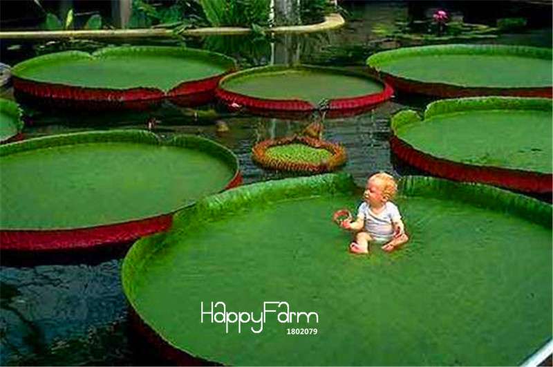 Victoria Amazonica Giant Water Lily Seeds - 5 Rare Aquatic Plant Seeds for Ponds & Gardens