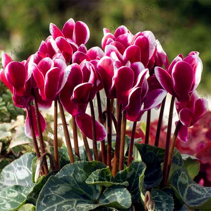 Cyclamen Seeds - Perennial Bonsai Plants for Home & Garden, Easy to Grow, Fast Shipping