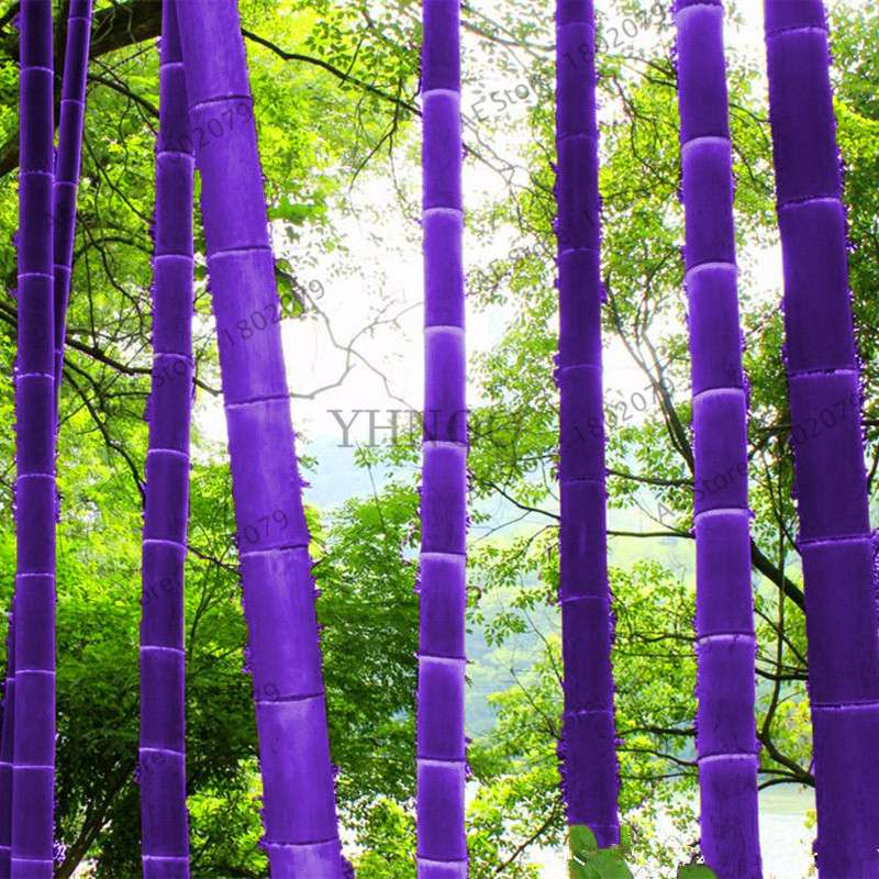 Colorful Bamboo Seeds - Rare Chinese Perennial Ornamental Plants for Garden