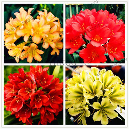 Chinese Clivia Seeds - Exotic Bonsai Flower for Home & Garden | Fast-Growing, Beautiful Blooms